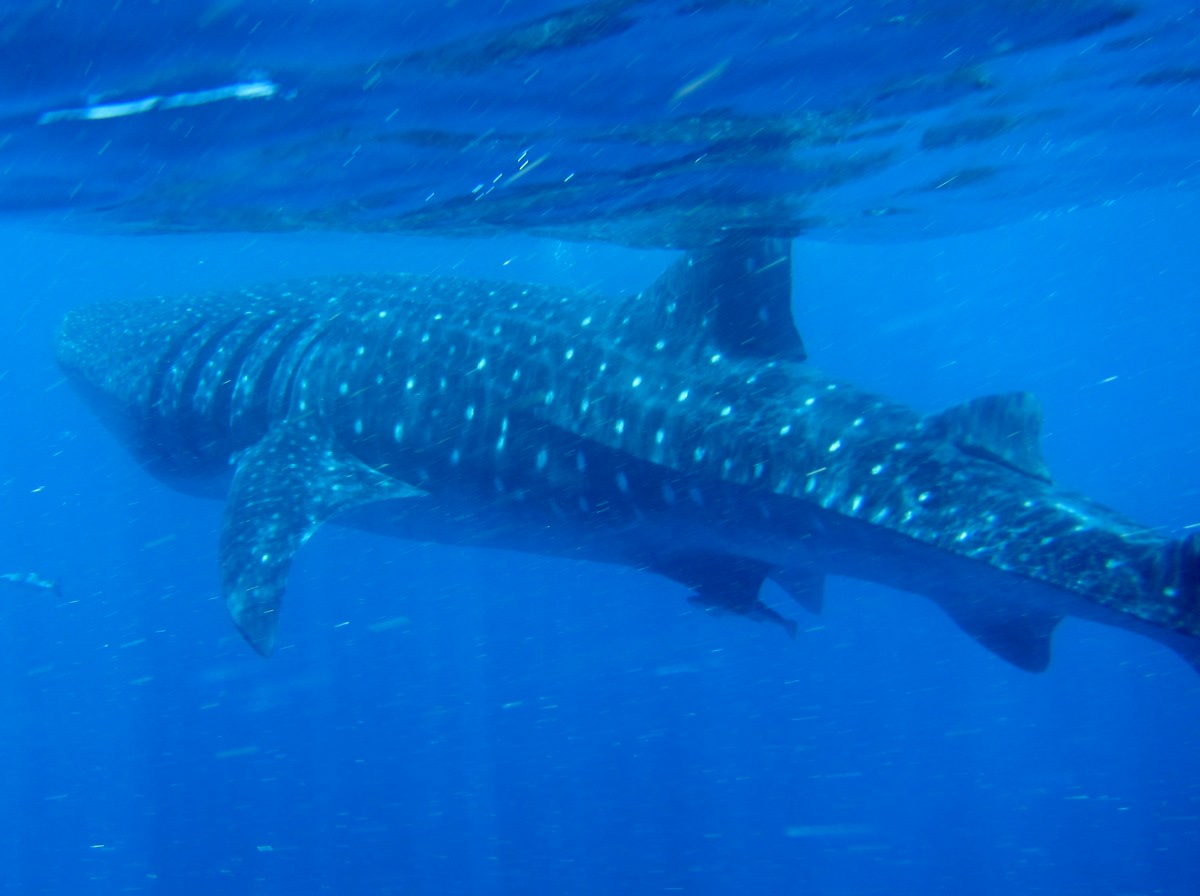 Whale Shark